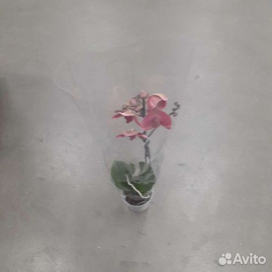 Орхидея фаленопсис