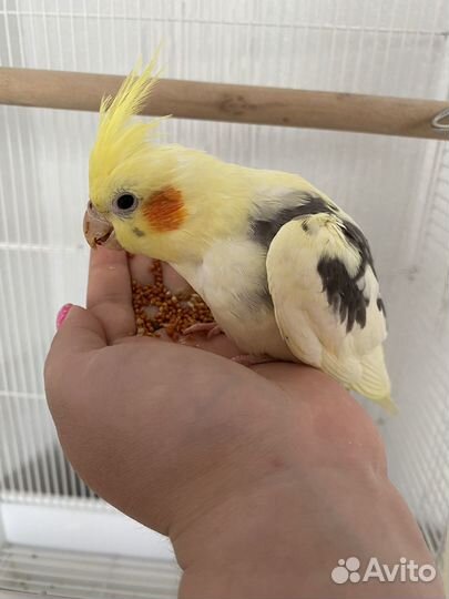 Попугай корелла