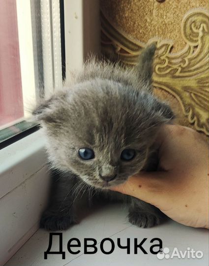 Котята вислоухие и не очень