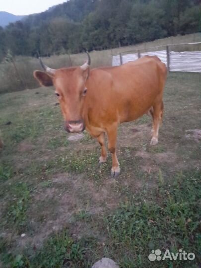 Корова с теленком