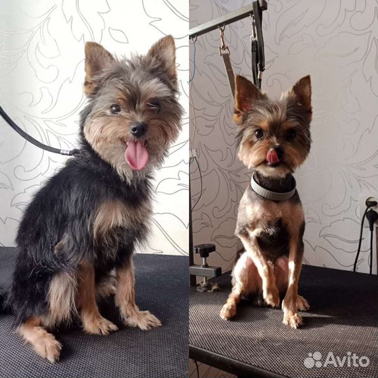 Стрижка собак/Груминг/Грумер