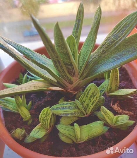 Растения Суккуленты