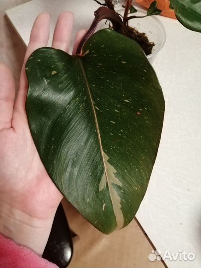 Филодендроны
