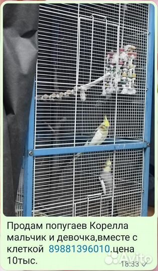 Попугай корелла с клеткой