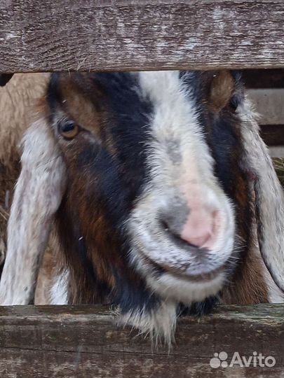 Козёл, коза