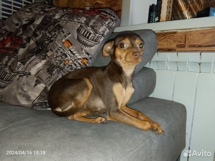 Мини той-терьер