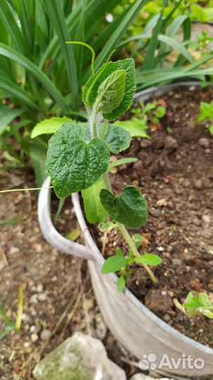 Тладианта сомнительная