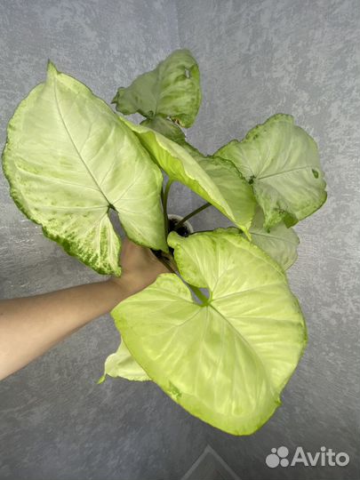 Сингониум Green Lime