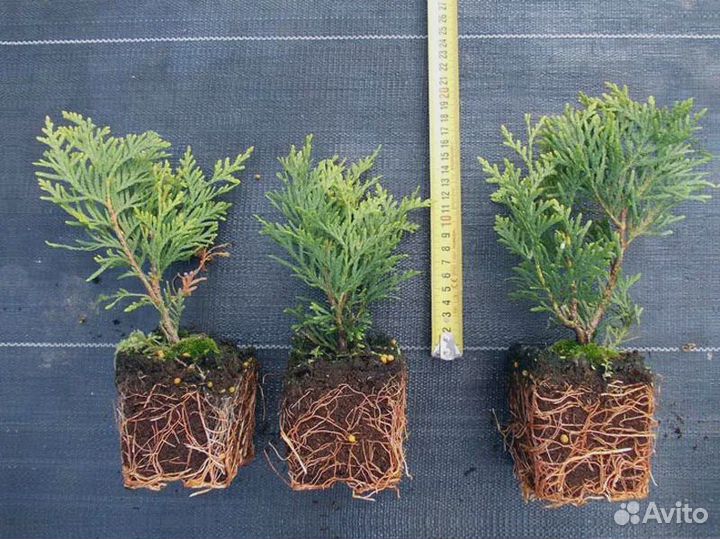 Продам саженцы тут Колумна