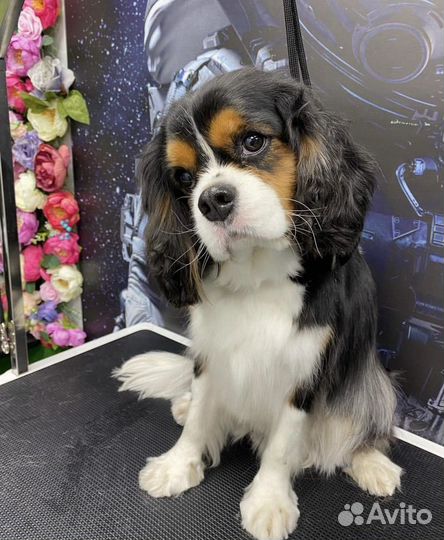 Груминг Стрижка собак