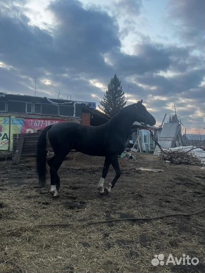 Орловский жеребец