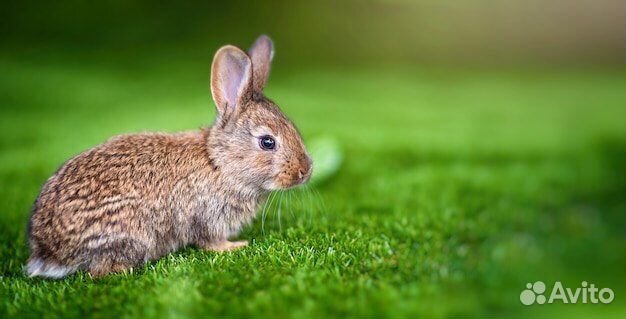 Мини карликовый кролик - маленький, ручной