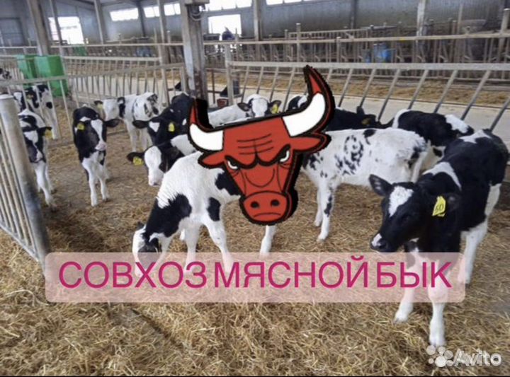 Телята бычки