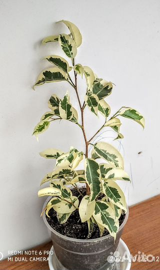 Фикус Бенджамина Твилайт