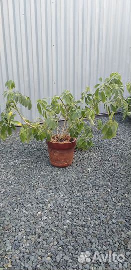 Цветок Шефлера