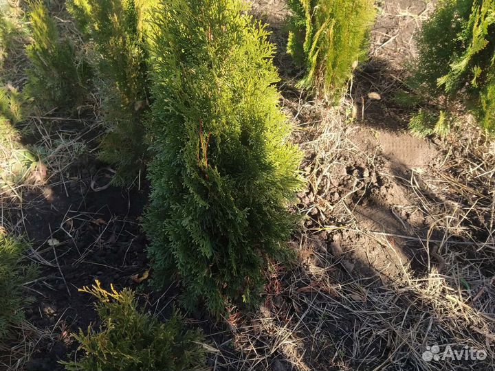 Туя смарагд