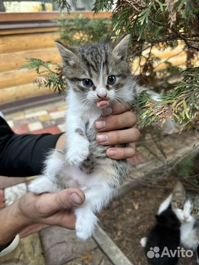 Отдам красивых котят