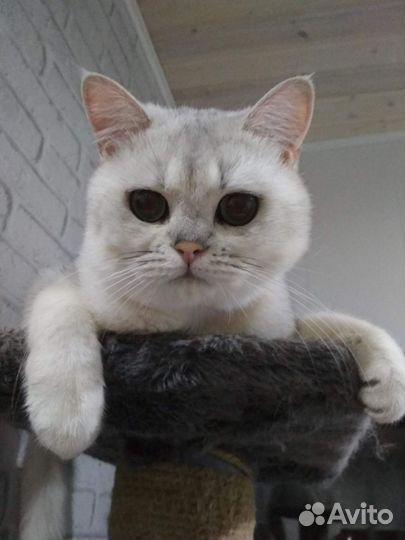 Вязка с шотландцем