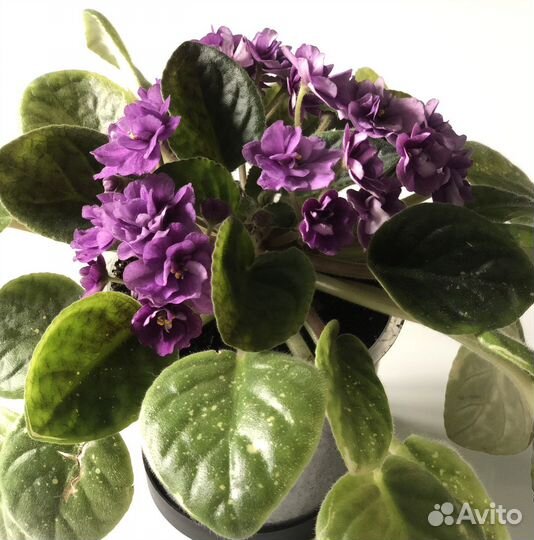 Фиалка фиолетовая, взрослое растение