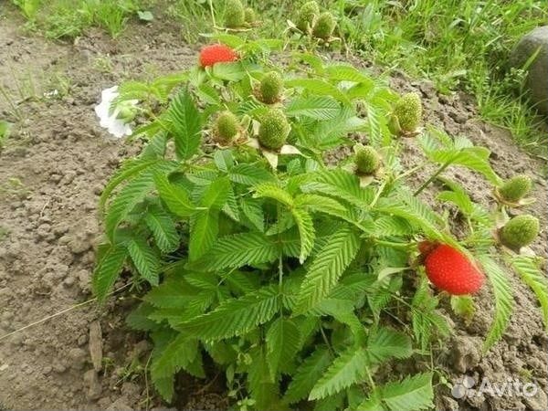 Мята,Салат листовой, Малина тибетская