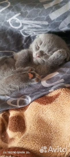 Шотландский вислоух