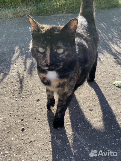 Трехцветная кошка