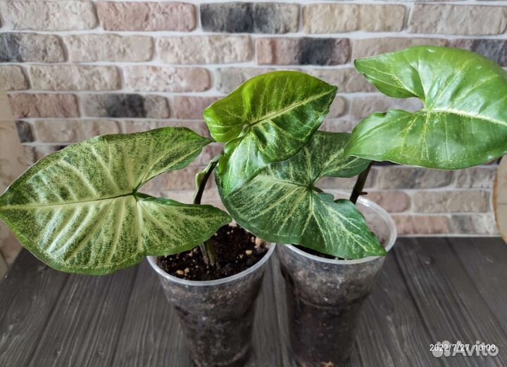 Сингониум вайт батерфляй