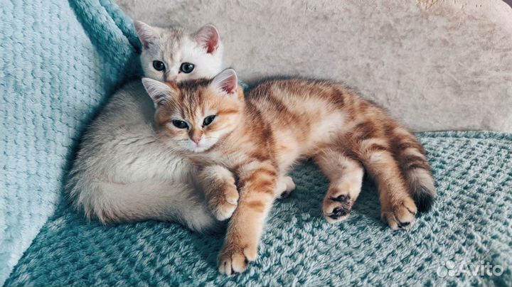 Британские котята