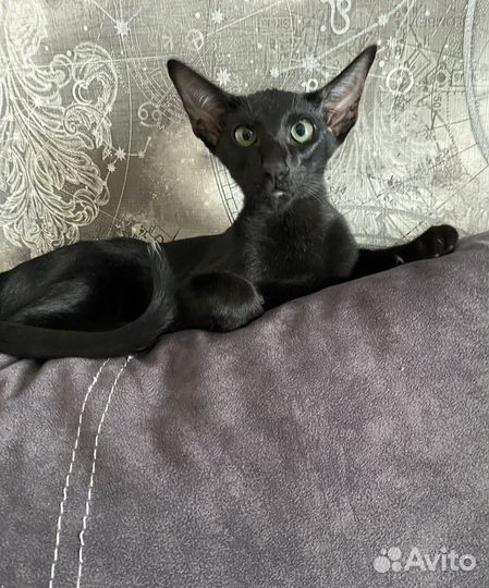 Ориентальный мальчик