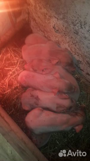 Поросята ландрас