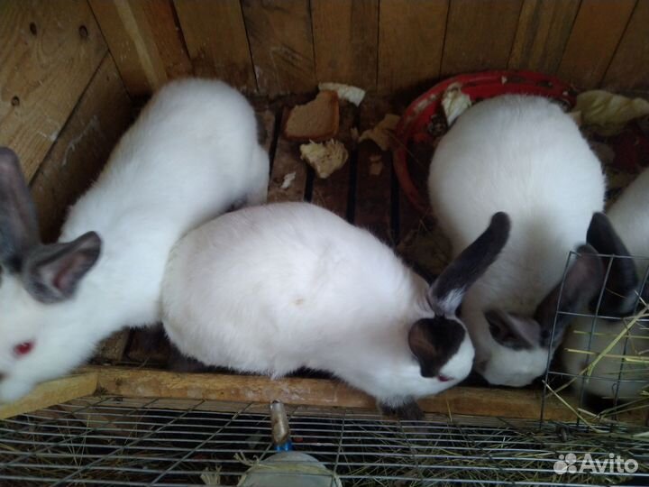 Калифорнийские кролики