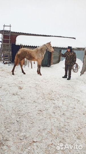 Продам кобылку 11 месяцев
