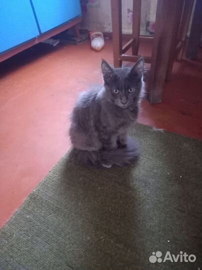 Котята мейн-кун