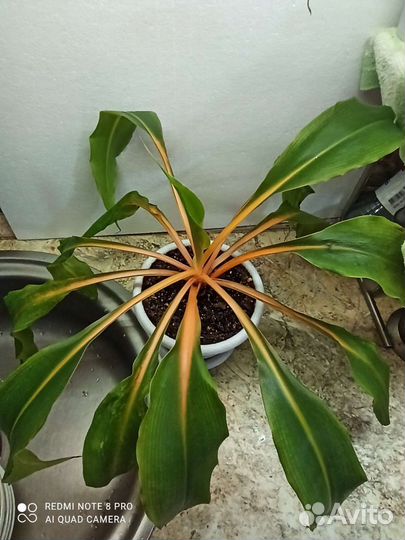 Хлорофитум грин оранж