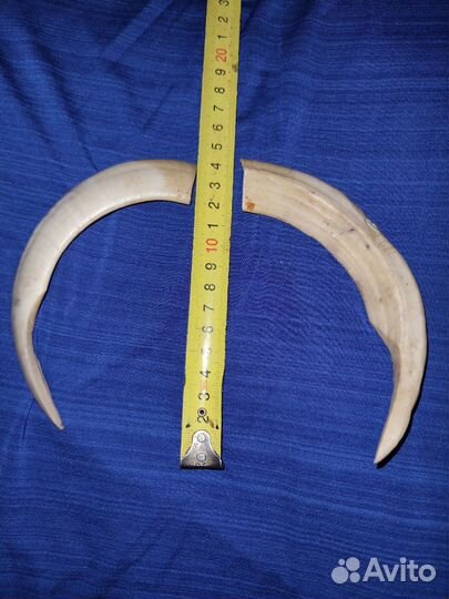 Клык кабана