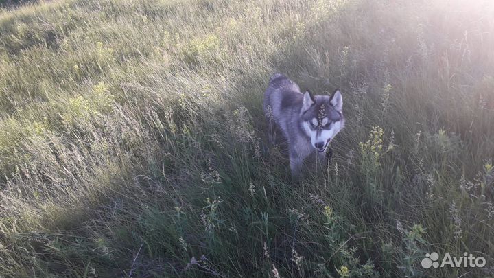 Сибирский хаски