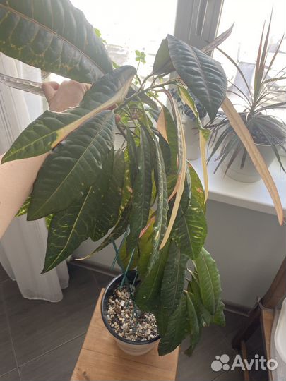 Комнатные цветы кротон