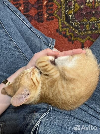 Котенок мальчик