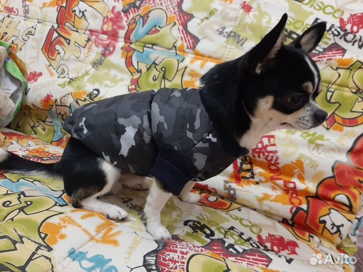 Чихуахуа вязка