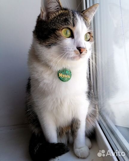 Медальон-Адресник для питомцев из эпоксидной смолы