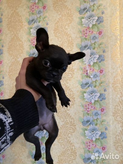 Шенок французский бульдог