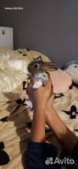 Декоративные кролики