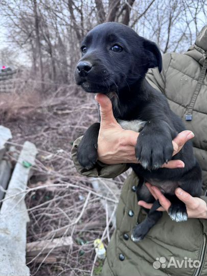 Щенки ищут дом