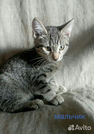 Ласковые котята в добрые руки