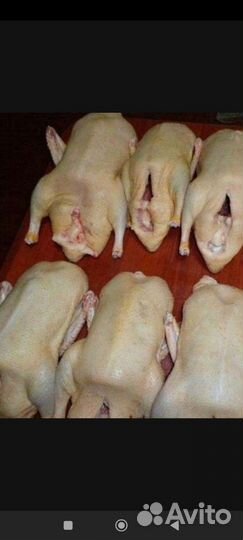 Гусиные тушки, утки, индоутки