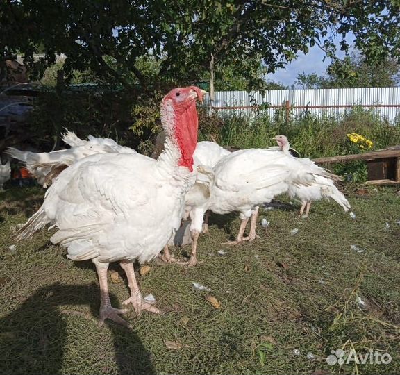 Мясо индюка