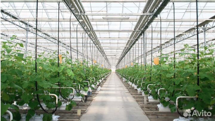 Рабочие в теплицы