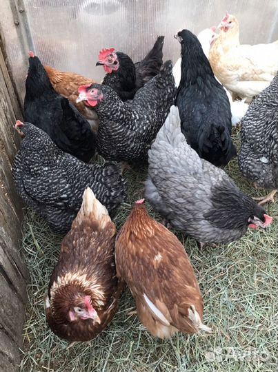 Продам молодых курочек (несутся)