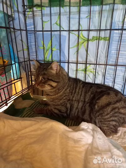 Кошки бесплатно