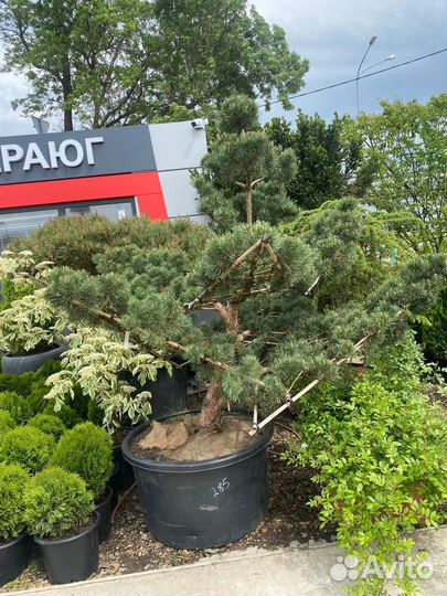 Сосна sylvestris watereri бонсай